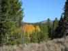PICTURES/Grand Teton National Park/t_Fall Color1.JPG